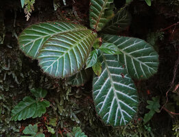 Acrotrema walkeri, dense tranparent hairs on the leaf margins, Makandawa FR, Sri Lanka