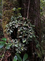 Acrotrema walkeri population on vertical earth bank with faint white silver design along the midrib, Sinharaja, Sri Lanka