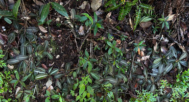 Acrotrema walkeri population on vertical rocky bank , quite difficult to detect due to the disruptive visual effect in relation with the central silver reflective design and the brown leaves, Sinharaja, Sri Lanka