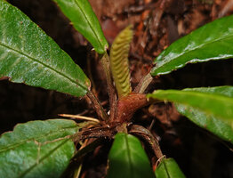 Acrotrema lanceolatum, stem apex protective sheathing Monocot like leaf base, characteristic of Acrotrema and most other Dilleniaceae , Makandawa FR, Sri Lanka