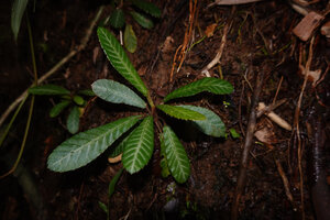 Acrotrema lanceolatum, individual with long narrow leaves, Makandawa FR, Sri Lanka