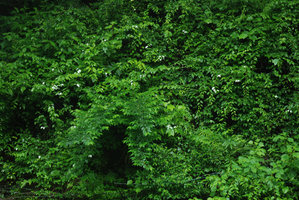 Actinidia polygama with white leaves beneath the inflorescence, Izu peninsula, Japan