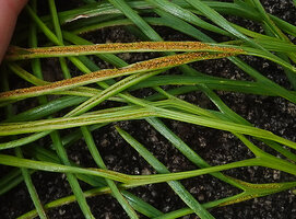 Actinopteris pauciloba, mature and immature sori along the lower surface of the frond pinnules, Sitalike, Katavi NP, Tanzania