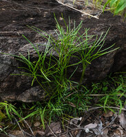 Actinopteris pauciloba under rock shelter, Sitalike, Katavi NP, Tanzania