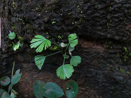 Actinopteris radiata on vertical shaded rock face, Kimboza FR, Uluguru Mts, Tanzania