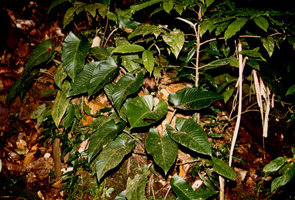 Adelonema (= Homalomena) picturata, Nouragues, CNRS field station, French Guyana