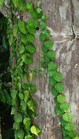 Adenia cordifolia, adult stage with triangular leaves, Sepilok FR, Sabah, Borneo