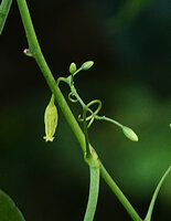 Adenia cordifolia, axillary tendril transformed in an inflorescence, Sepilok FR, Sabah, Borneo