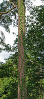 Adenia cordifolia climbing vertically along a tree trunk, Sepilok FR, Sabah, Borneo