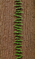 Adenia cordifolia, juvenile stage climbing vertically by means of tendrils ending in adhesive pads, Sepilok FR, Sabah, Borneo