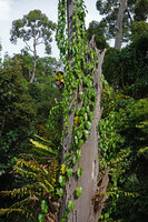 Adenia cordifolia, the adult stage vertically climbing and reaching the forest canopy, Sepilok FR, Sabah, Borneo