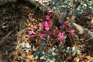 Adenium multiflorum and Maerua edulis, Liwonde NP, Malawi