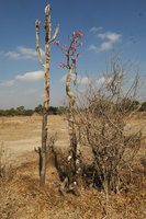 Adenium multiflorum, Liwonde NP, Malawi