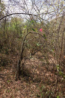 Adenium obesum flowering in Nech Sar NP,  Arba Minch, Ethiopia