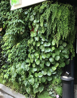 Adiantum capillus-veneris, Pilea peperomioides, Begonia tengchiana, Pilea matsudai, Saxifraga stolonifera, Soleirolia soleirolii on the Vertical Garden of the Green Hotel, Paris