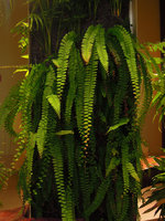 Adiantum caudatum on the Vertical Garden, Sofitel Palm Jumeirah, Dubai