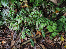 Adiantum macrophyllum, Inkaterra, Madre de Dios, Peru