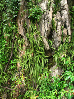 Adiantum malesianum in cracks of a limestone cliff, Selangor, Malaysia