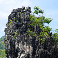 Adonidia merrillii and Dracaena multiflora under windy conditions on vertical karst islet, El Nido, Palawan, Philippines