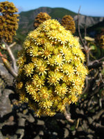 Aeonium arboreum var. rubrolineatum, inflorescence, La Gomera, Canary Islands