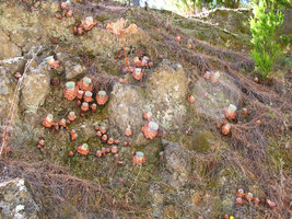 Aeonium aureum, population on vertical cliff, Teide, Tenerife, Canary Islands