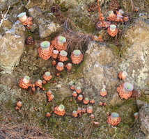 Aeonium aureum, population on vertical rock, Teide, Tenerife, Canary Islands