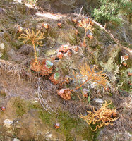 Aeonium aureum, young rosettes and old dead fruiting monocarpic individuals, Teide, Tenerife, Canary Islands