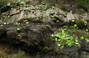 Aeonium canariense var. subplanum, population on vertical rocks, La Gomera, Canary Islands