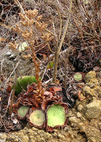 Aeonium tabuliforme, a non strictly monocarpic individual producing three new basal rosettes, Garachico, Tenerife, Canary Islands