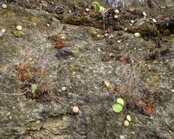 Aeonium tabuliforme, individuals at all stages on a vertical rock face, Garachico, Tenerife, Canary Islands