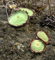 Aeonium tabuliforme on vertical volcanic rock, Garachico, Tenerife, Canary Islands