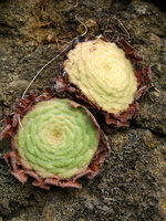 Aeonium tabuliforme, two individuals on vertical volcanic rock, Garachico, Tenerife, Canary Islands
