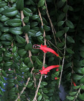 Aeschynanthus buxifolius flowers on the Vertical Garden at the Green Hotel, Paris