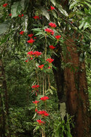 Aeschynanthus fulgens as a long hanging epiphyte in full bloom, Ranong, Thailand