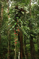Aeschynanthus fulgens as an epiphyte with Epipremnum giganteum and Drynaria quercifolia in perturbated primary forest, Ranong, Thailand