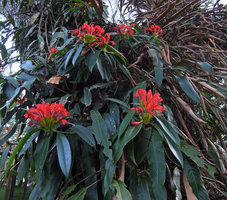 Aeschynanthus fulgens, flowering in November, Doi Chiang Dao, Thailand