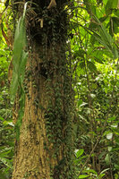 Aeschynanthus gracilis hanging from the root basket of a fern, Putao, Kachin, Myanmar