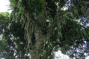 Aeschynanthus gracilis, stems creeping along tree trunk and freely hanging stems similar to Columnea arguta from Panama, Putao, Kachin, Myanmar