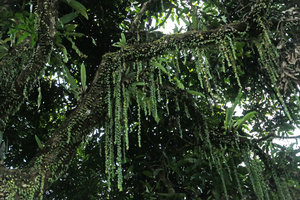Aeschynanthus gracilis, stems creeping along tree trunk and freely hanging stems similar to the American Columnea arguta and some epiphytic Ericaceae and Orchidaceae, Putao, Kachin, Myanmar