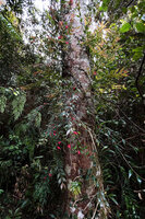 Aeschynanthus leptocladus as a climbing epiphyte with two types of stems - the appressed stems fixed by adventitious roots and the detached flowering plagiotropic stems, Anggi Lakes, 2000 m asl, Arfak Mts, West Papua