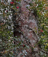 Aeschynanthus leptocladus, climbing stems fixed to tree trunk support by adventitious roots, Anggi Lakes, 2000 m asl, Arfak Mts, West Papua