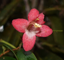 Aeschynanthus leptocladus, corolla unequal lobes, stamens and pistil, Anggi Lakes, 2000 m asl, Arfak Mts, West Papua