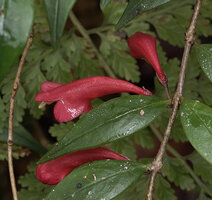 Aeschynanthus leptocladus, curved corolla tube, Anggi Lakes, 2000 m asl, Arfak Mts, West Papua