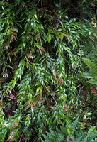 Aeschynanthus leptocladus, freely hanging plagiotropic stems, Anggi Lakes, 2000 m asl, Arfak Mts, West Papua