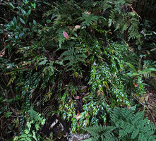 Aeschynanthus leptocladus, radiating hanging plagiotropic stems detached from trunk support, Anggi Lakes, 2000 m asl, Arfak Mts, West Papua