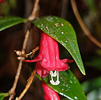 Aeschynanthus leptocladus, two long and two short stamens, Anggi Lakes, 2000 m asl, Arfak Mts, West Papua