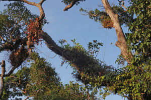 Aeschynanthus longicaulis, ferns,orchids and a Schefflera as canopy epiphytes, Penang Hill, Malaysia