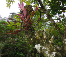 Aeschynanthus longicaulis, plain light purple leaf undersurface, Fraser&#039;s Hill, Malaysia