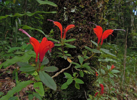 Aeschynanthus persimilis flowering on a mossy tree trunk, Doi Suthep, Chiang Mai, Thailand