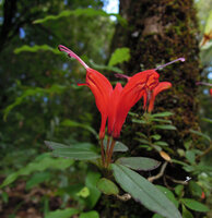 Aeschynanthus persimilis, flower on the left at the male stage and flower on the right at the female stage, Doi Suthep, Chiang Mai, Thailand